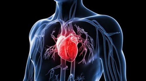 Nấm linh chi - NỖI KHIẾP SỢ của BỆNH TIM MẠCH