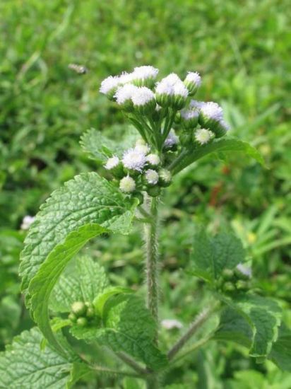 8 bài thuốc dân gian trị bệnh viêm xoang