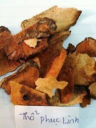 Chữa phong thấp, gân xương đau nhức với Củ khúc khắc