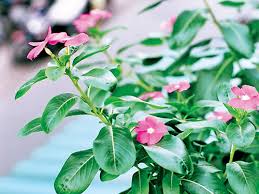 Cách dùng cây dừa cạn làm thuốc