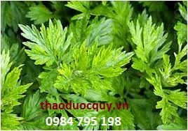 Thảo dược làm giảm đau bụng kinh