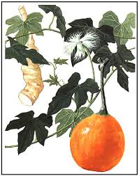 Bài thuốc điều trị bệnh tiểu đường