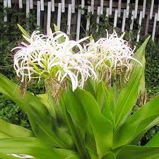 Trinh nữ hoàng cung chữa u xơ tiền liệt tuyến