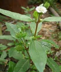 Bài thuốc hỗ trợ điều trị sốt xuất huyết tại nhà