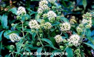 Dạ cẩm - thuốc chữa đau dạ dày hiệu quả