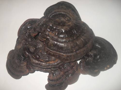 Công dụng của Linh chi và tam thất