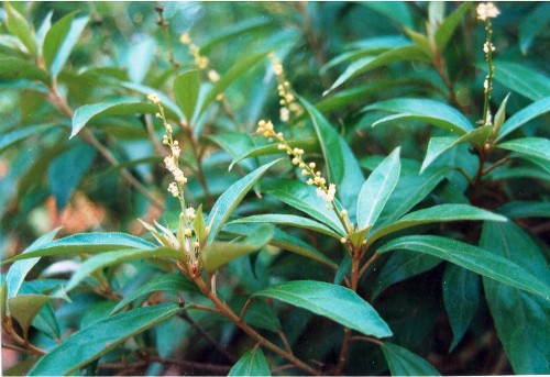 Bài thuốc tắm trị mẩn ngứa