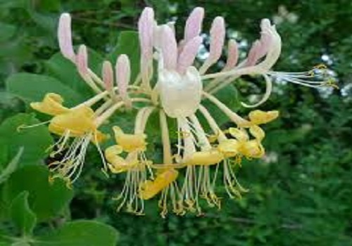 Bài thuốc trị mụn nhọt mùa hè