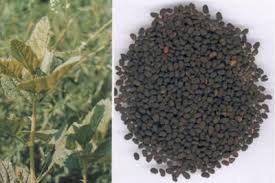 Bài thuốc chữa thận dương hư ở người cao tuổi