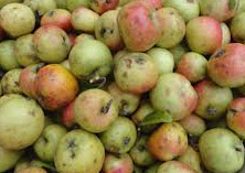 Làm gì để phòng ngừa tăng cholesterol máu?