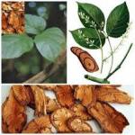 Món ăn thuốc trị bế kinh