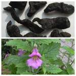 Bài thuốc trị bế kinh