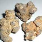 Bài thuốc phòng và điều trị u xơ tử cung