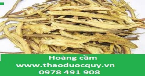h&igrave;nh ảnh vị thuốc ho&agrave;ng cẩm