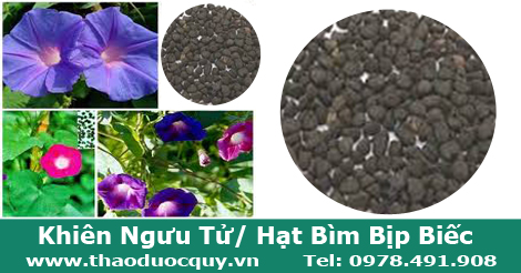 Khi&ecirc;n ngưu tử c&ograve;n l&aacute; hạt c&acirc;y b&igrave;m bịp biếc