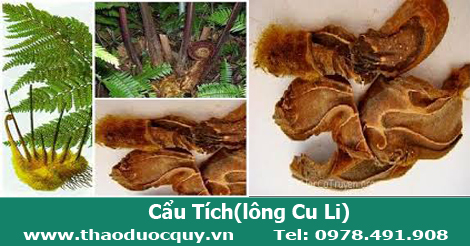 Cẩu t&iacute;ch, l&ocirc;ng cu li