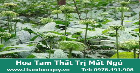 h&igrave;nh ảnh c&acirc;y tam thất