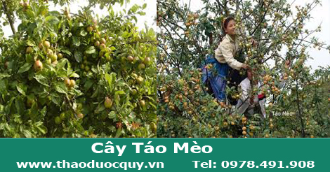 c&acirc;y t&aacute;o m&egrave;o
