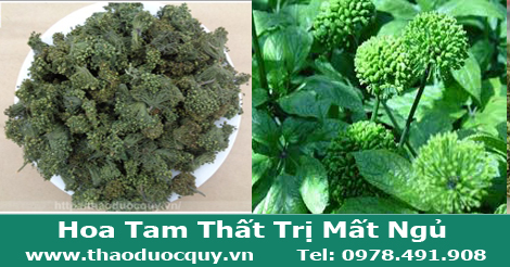 hoa tam thất si&ecirc;u non