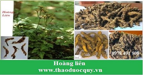 ho&agrave;ng li&ecirc;n