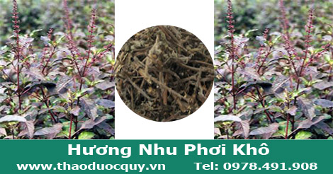 lá hương nhu khô