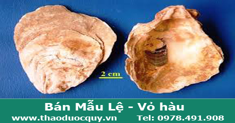 mẫu lệ - vỏ h&agrave;u