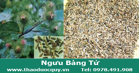 vi_thuoc_nguu_bang_tu