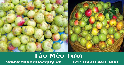 t&aacute;o m&egrave;o tươi