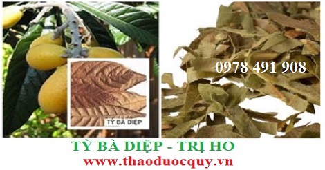 tỳ b&agrave; diệp