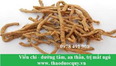 vị thuốc biễn ch&iacute;