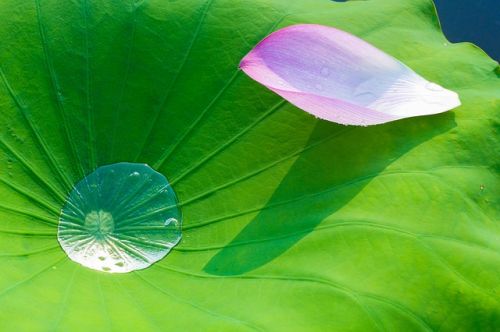 Giảm cân hiệu quả nhờ lá sen